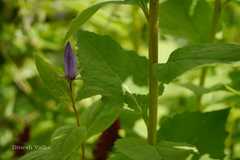 Campanula latifolia